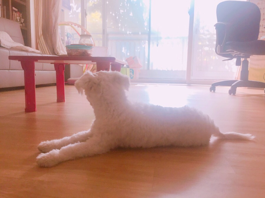 콩이카센타 이미지