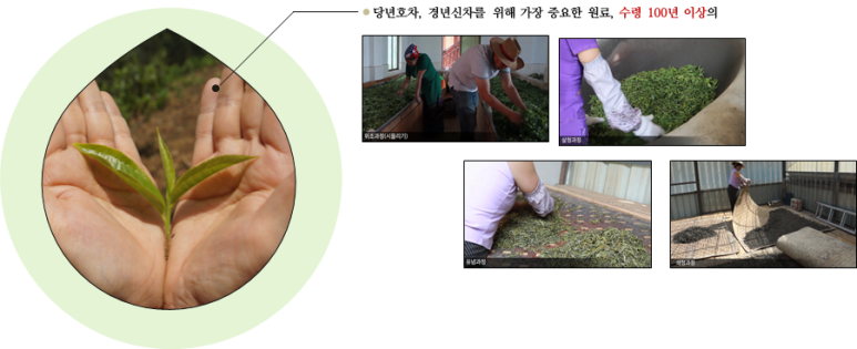 오운산 석가명차 이미지