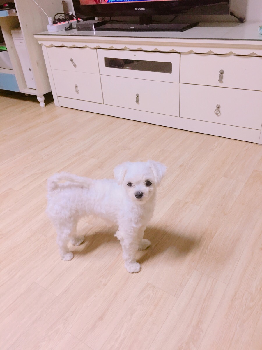 콩이카센타 이미지