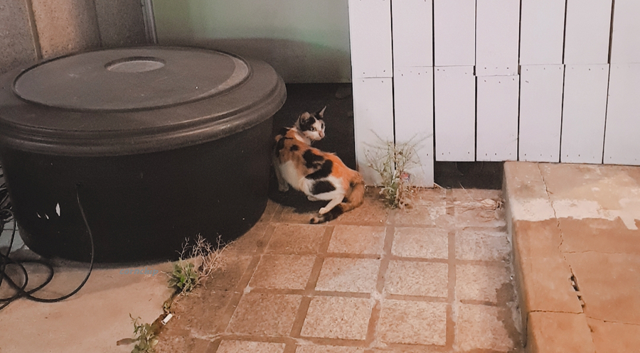 세임벌스 이미지