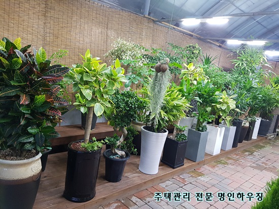 꽃핀들 이미지