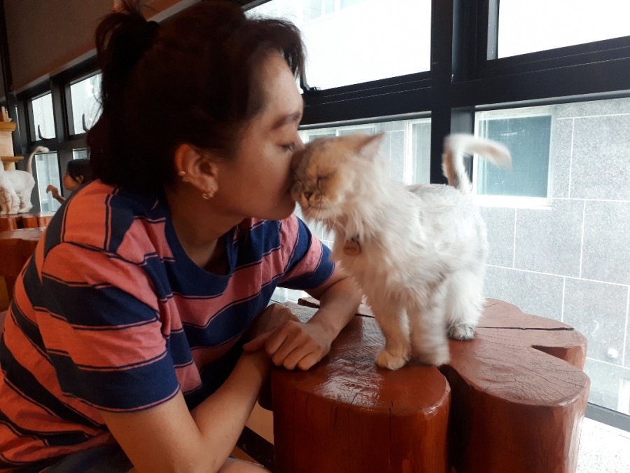 삼층고양이 이미지