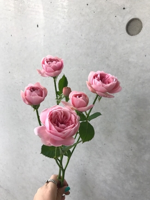 장미유통 이미지