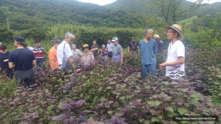 지리산들깨농부 이미지