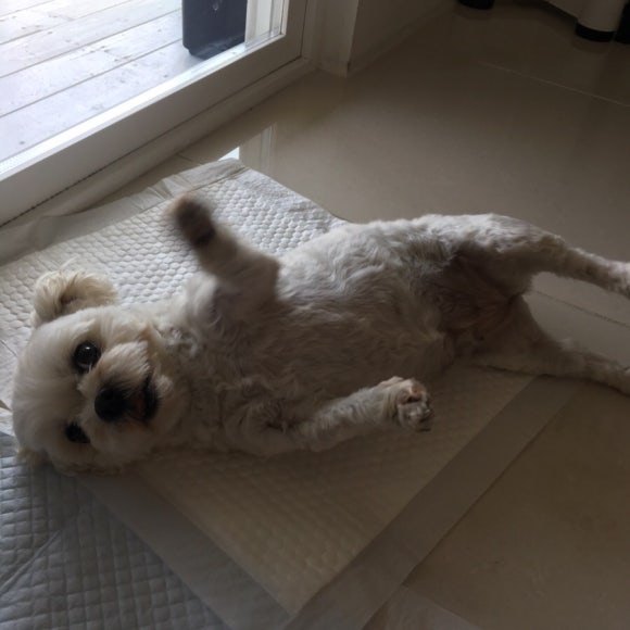 애기몽 이미지