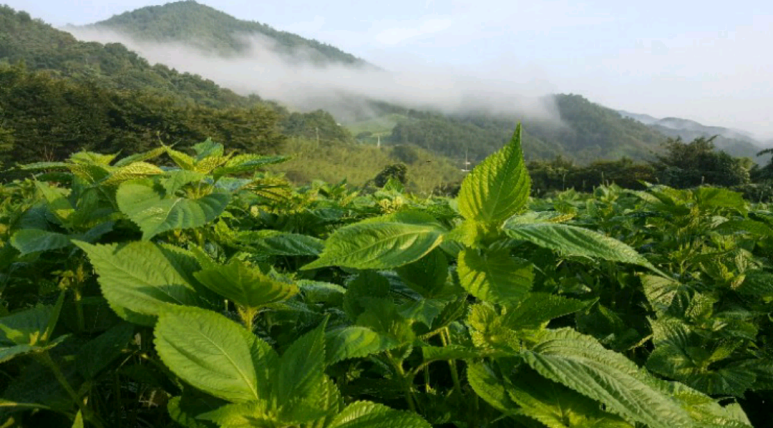 지리산들깨농부 이미지