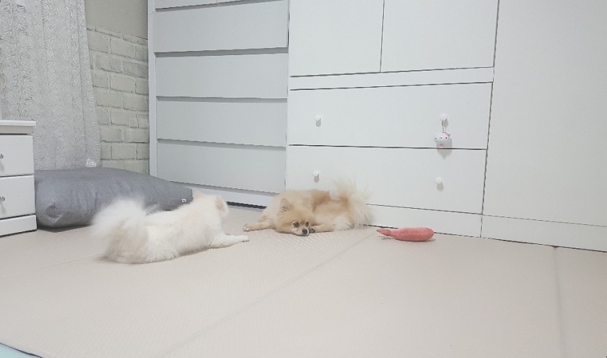 노라보까 이미지