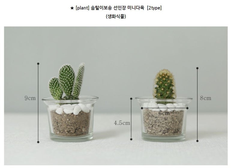 황금다육이와선인장 이미지
