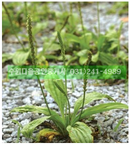 질경이수원 이미지