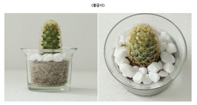 황금다육이와선인장 이미지