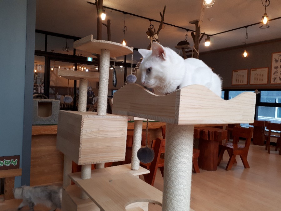 삼층고양이 이미지