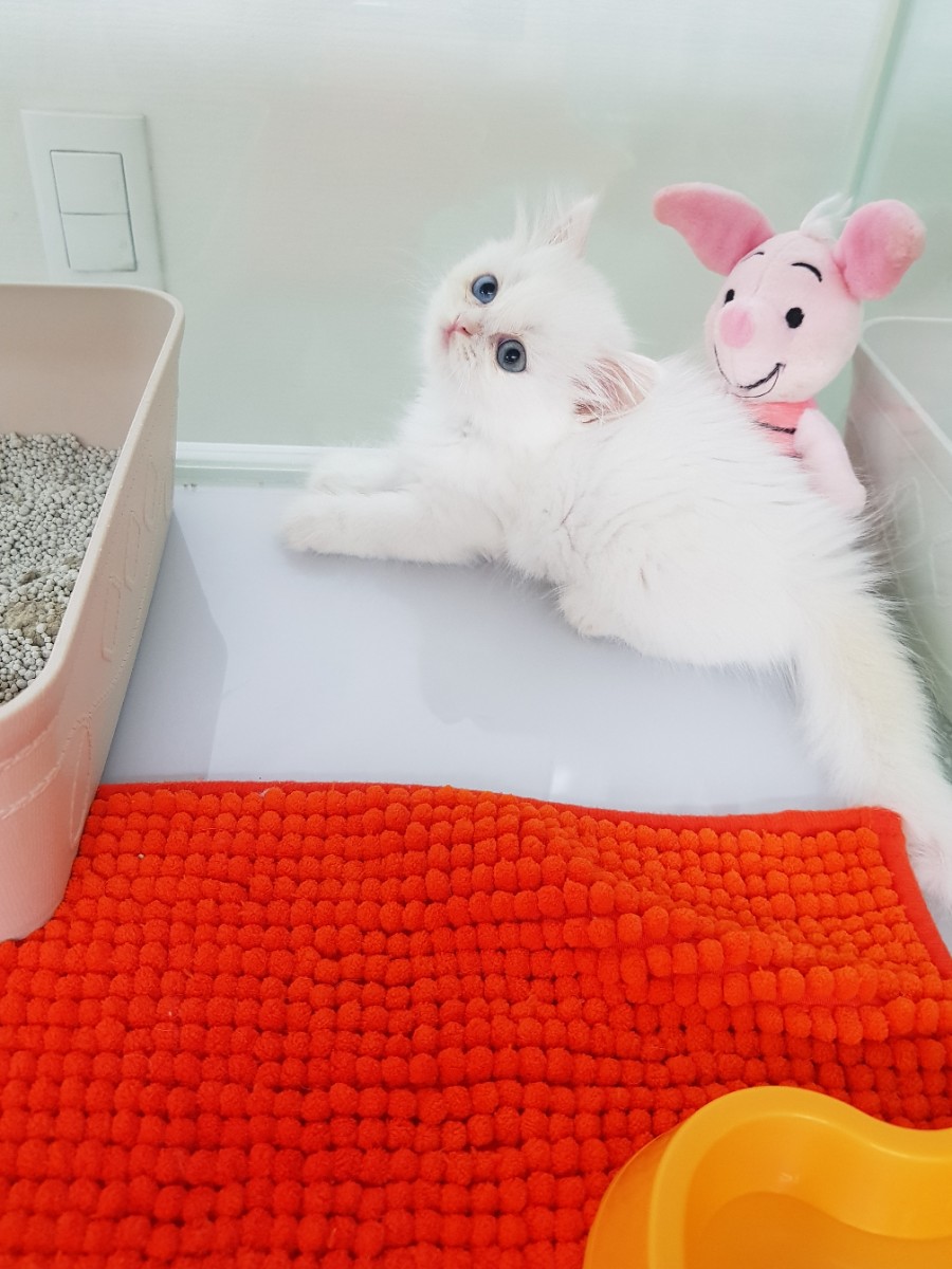 #오드아이 이미지