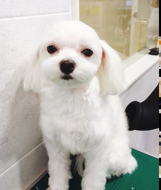 크린메이드 이미지