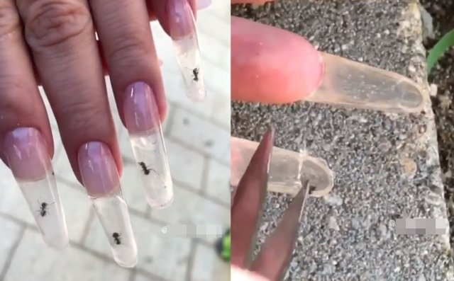 개미네일 이미지