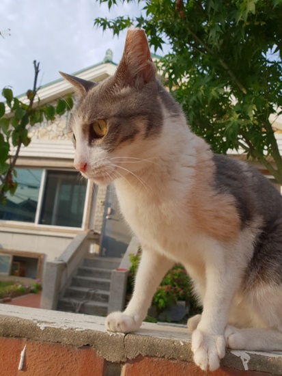 강씨네곱창 이미지