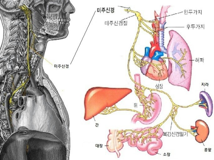 미주테라피 이미지