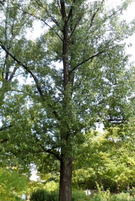 포플러(poplar) 이미지