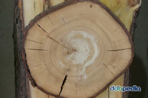 포플러(poplar) 이미지