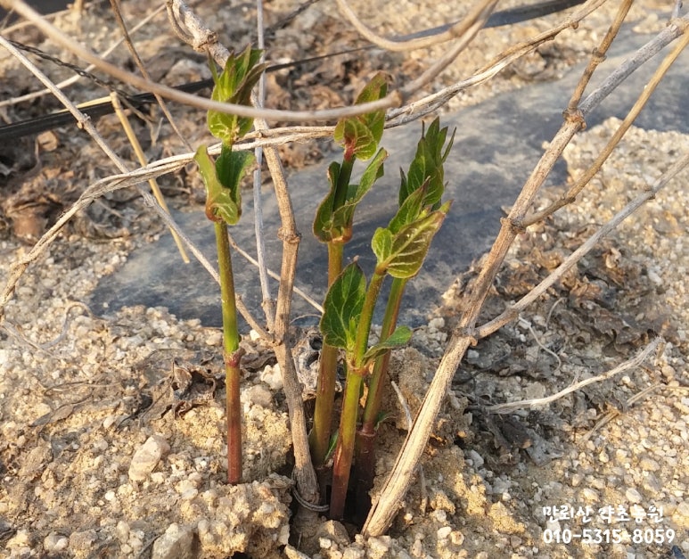 라온농원 이미지