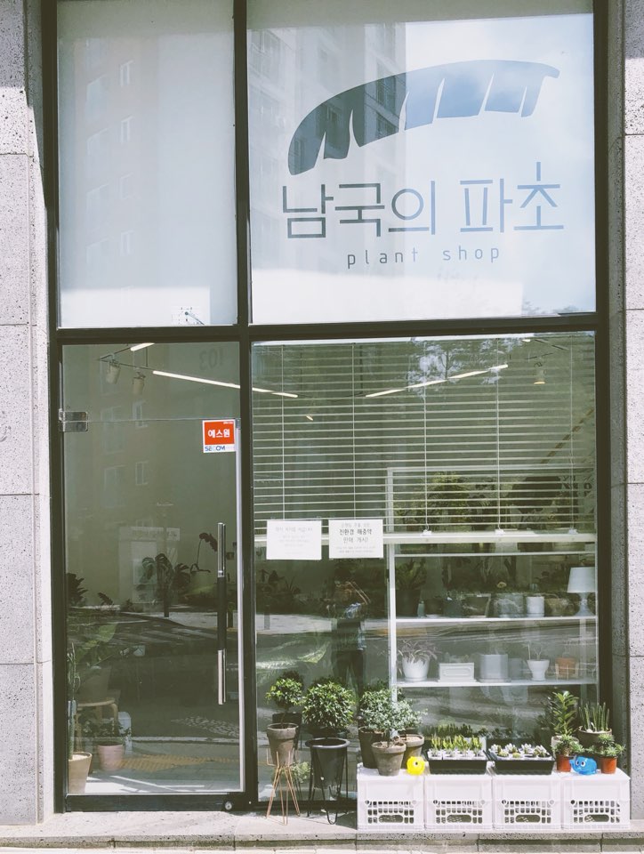 남국의파초 이미지