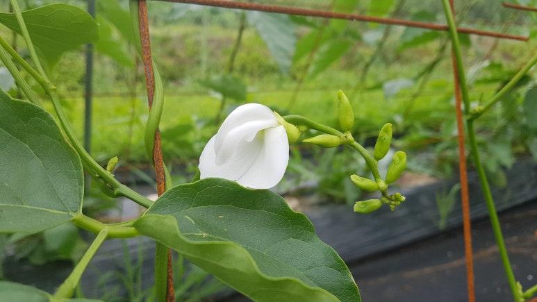 산나래 이미지