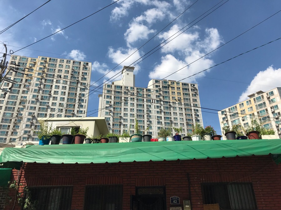 호박이넝쿨책-야책 이미지