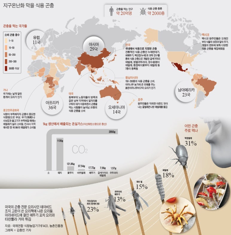 태양굼벵이 이미지