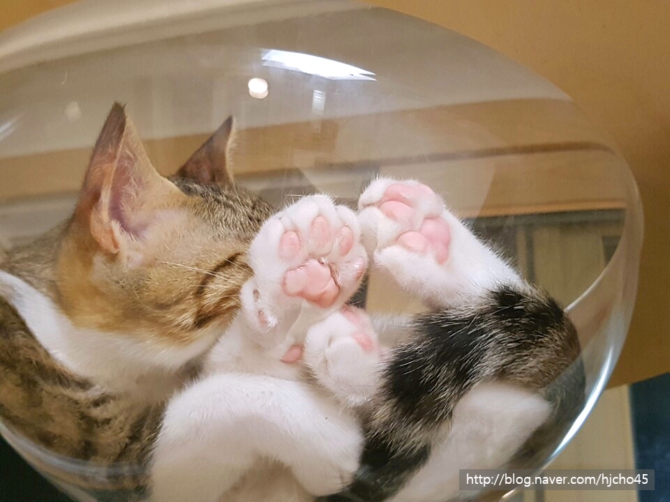 핑크젤리 이미지