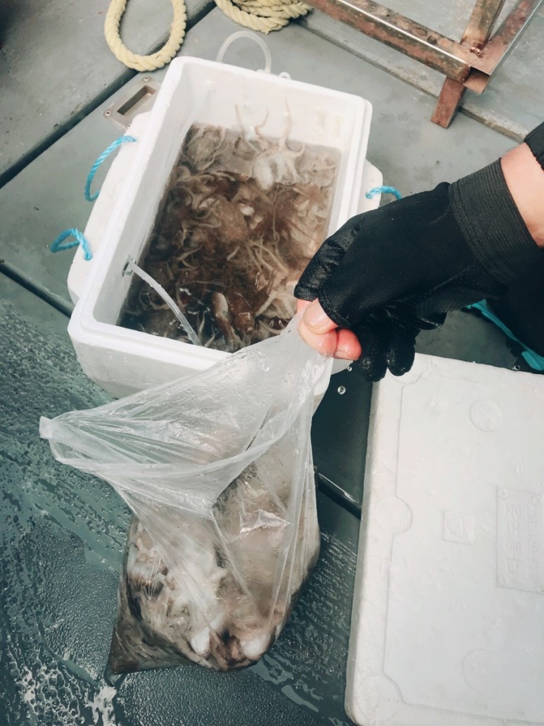 서해낚시 이미지