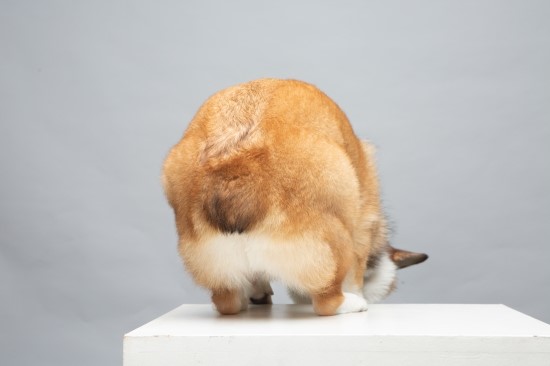 스튜디오코기 이미지