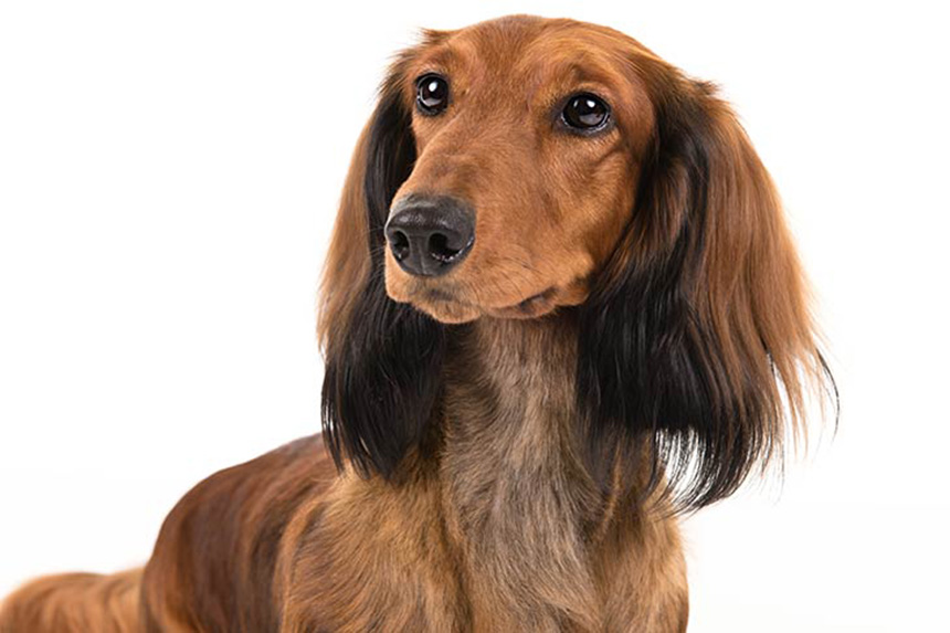 닥스훈트(DACHS HUND) 이미지