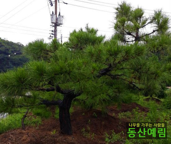 예림조경 이미지
