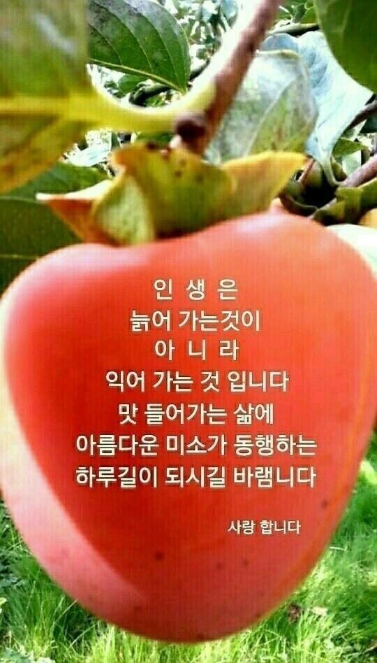 품미향 이미지