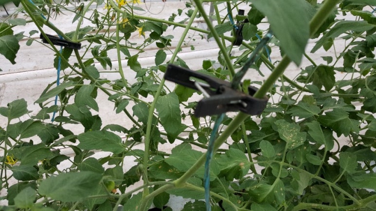크립토마토 이미지
