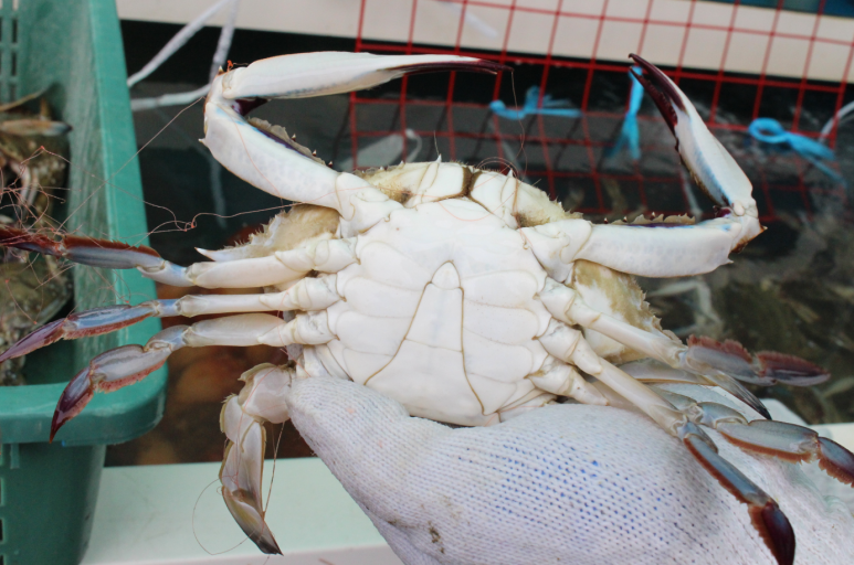 꽃게철 생물 서해안꽃게 두팜에서 판매하네요~! : 네이버 블로그