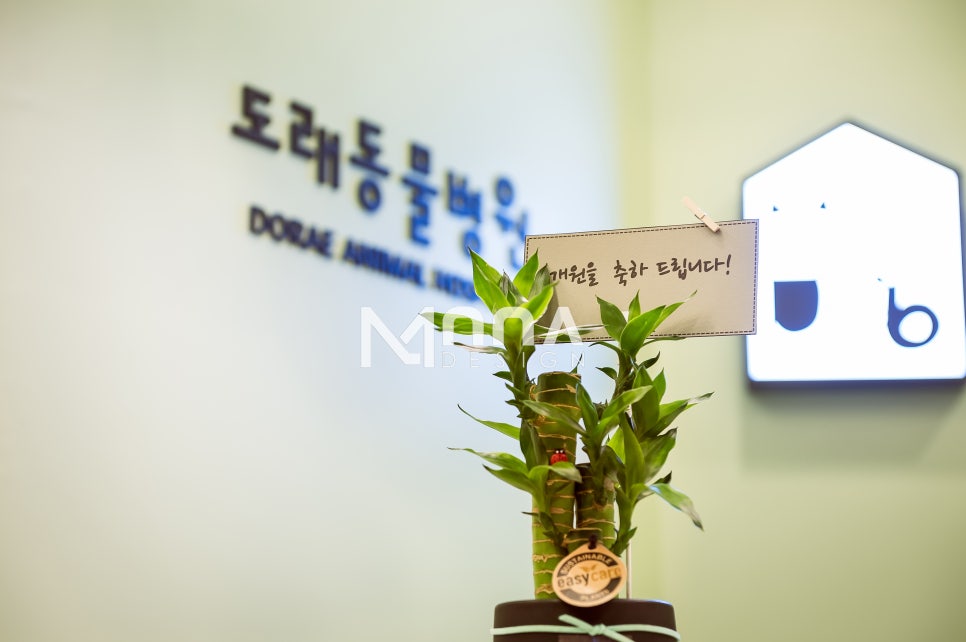 도래무아 이미지