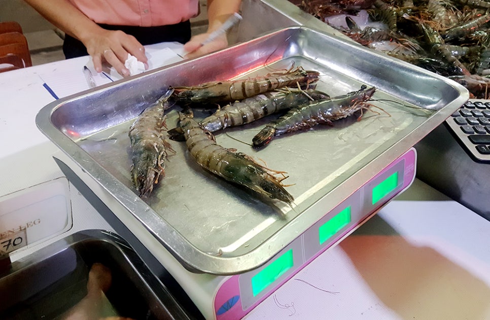 히든타이거 이미지