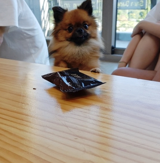 멍뭉까까 이미지