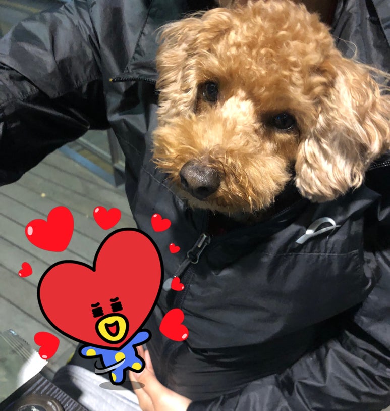 킥캣 이미지