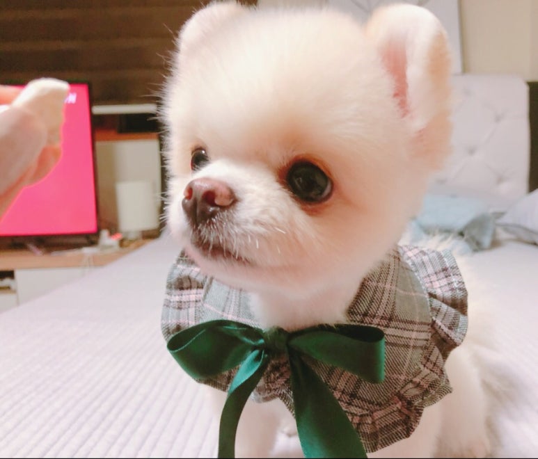 펫지 이미지
