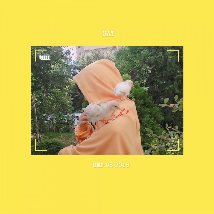 병아리날다 이미지