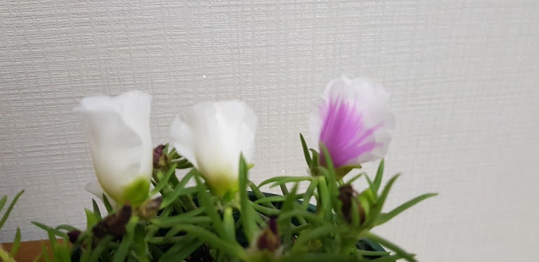 채송;화 이미지