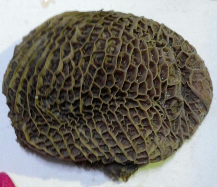 중앙 부산물 이미지