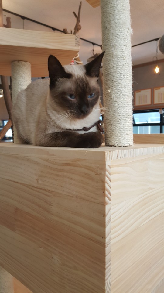삼층고양이 이미지
