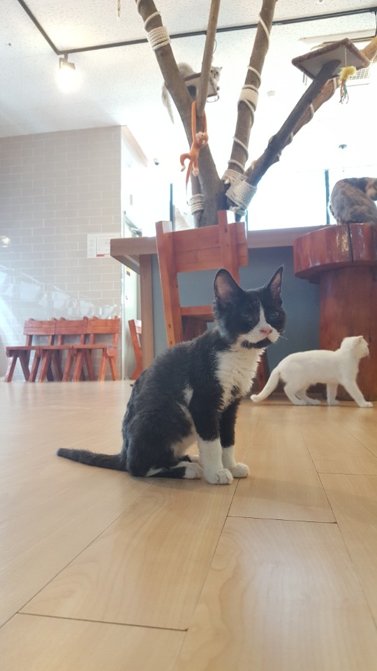 삼층고양이 이미지