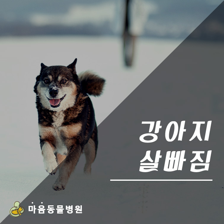살빠짐 이미지