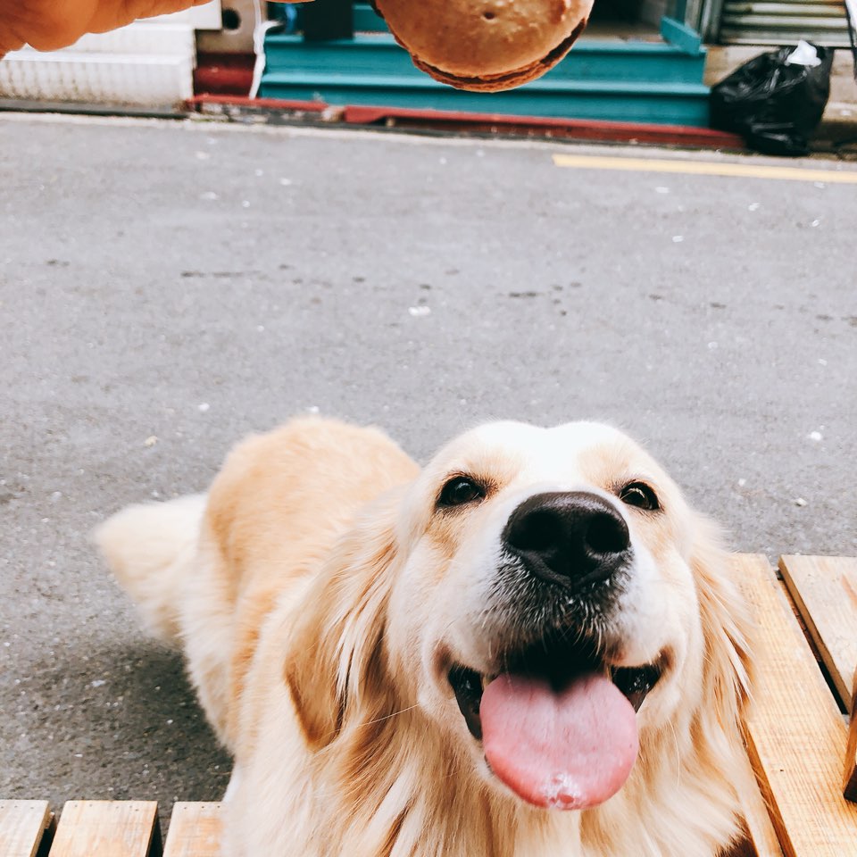 인생마카롱 이미지