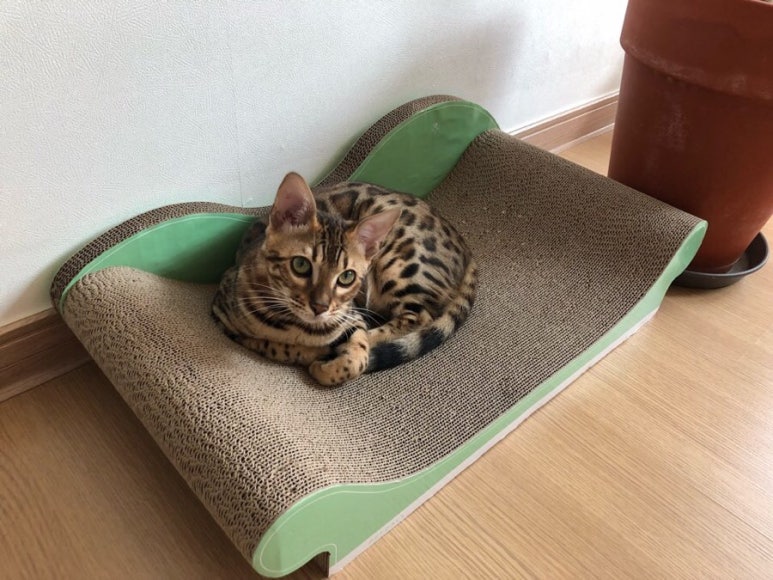바나바스 이미지