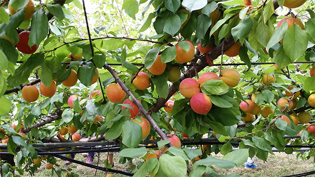애프리코트(APRICOT) 이미지