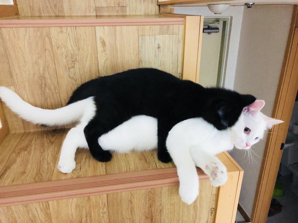 베를린버거 이미지